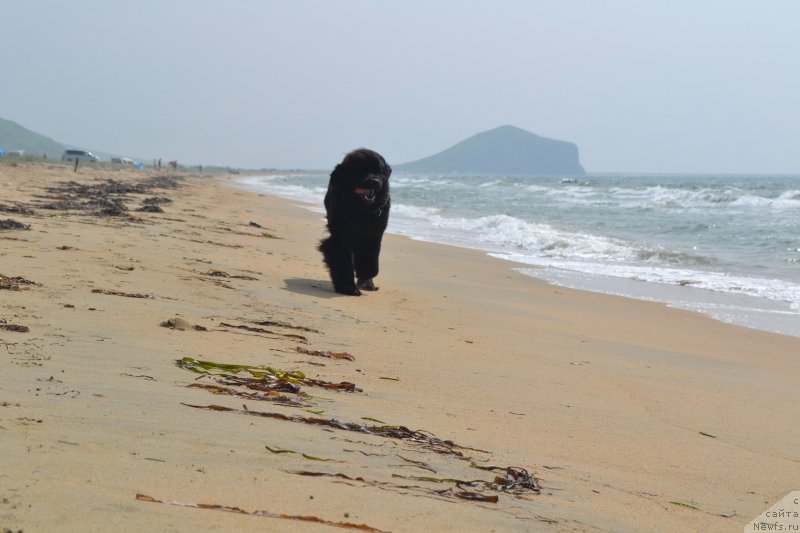 Фото: ньюфаундленд Талисман Моря Магия Волн