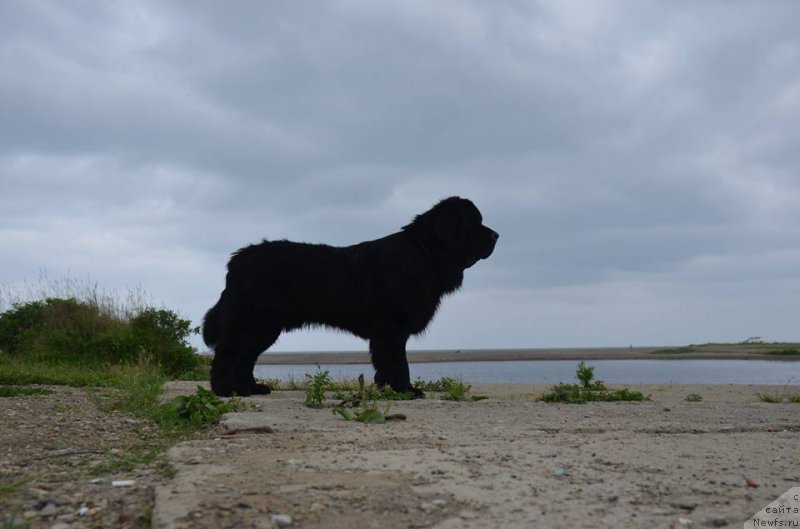 Фото: ньюфаундленд Черная Мафия Маттер оф Тиме (Chernaya Mafia Matter of Time)