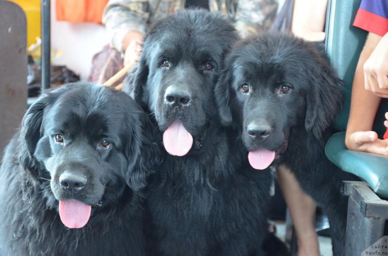 Фото: ньюфаундленд Донатс Прайд Бетти Тетчер, ньюфаундленд Черная Мафия Маттер оф Тиме (Chernaya Mafia Matter of Time), ньюфаундленд Эврика из Антаграда