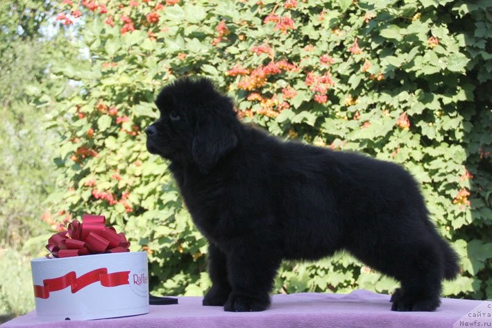 Фото: ньюфаундленд Арамис с Берега Дона (Aramis s Berega Dona)