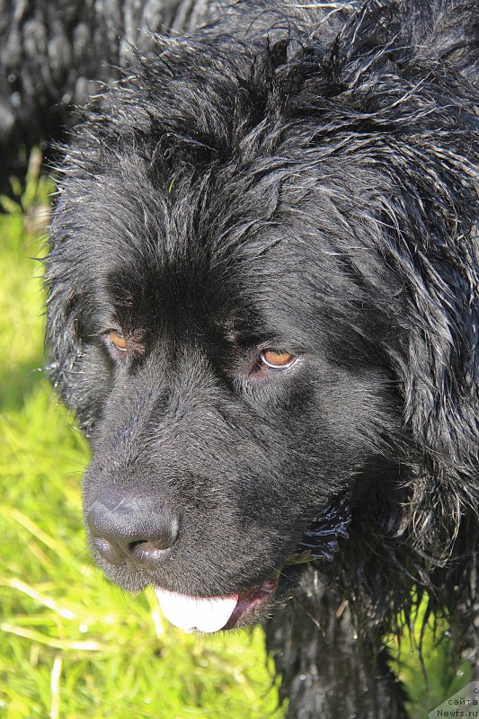 Фото: ньюфаундленд Львиное Сердце