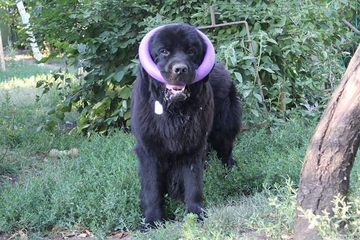 Фото: ньюфаундленд Черный Чанк с Берега Дона (Chernyj Chank s Berega Dona)