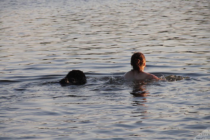 Фото: ньюфаундленд Черный Чанк с Берега Дона (Chernyj Chank s Berega Dona), Ирина Складнова