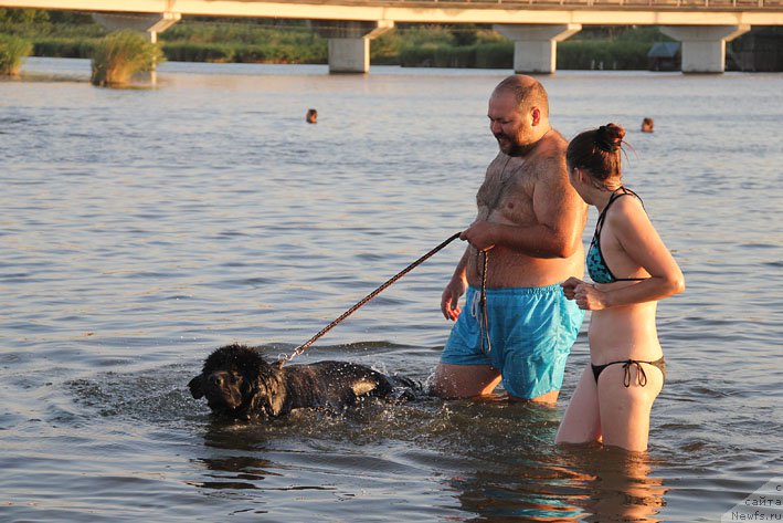 Фото: ньюфаундленд Черный Чанк с Берега Дона (Chernyj Chank s Berega Dona), Кирил Ермаков, Ирина Складнова
