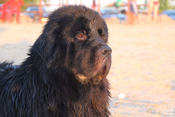 Фото: ньюфаундленд Черный Чанк с Берега Дона (Chernyj Chank s Berega Dona)
