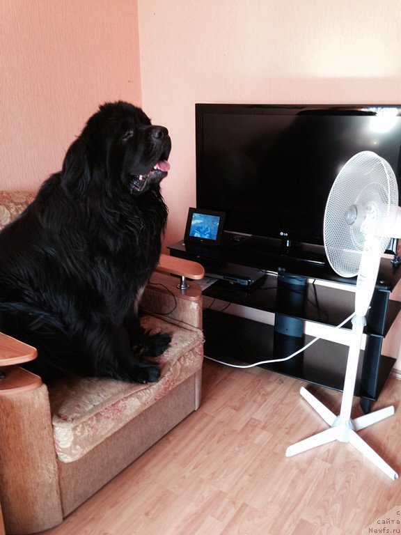 Фото: ньюфаундленд Аквиан Сонг Инвизибел Энжел