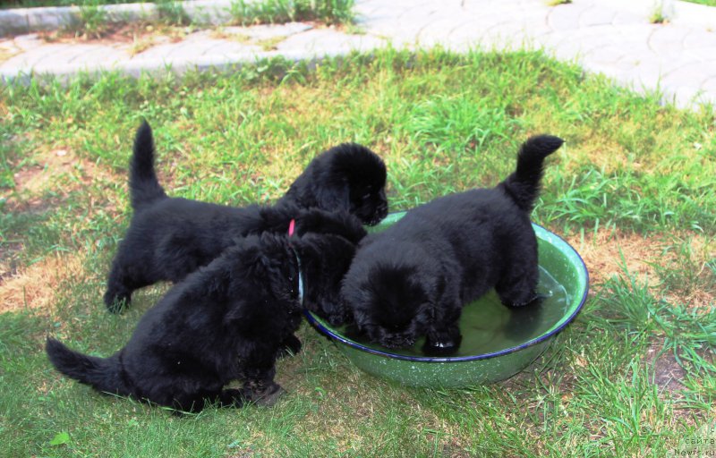 Фото: ньюфаундленд Хенриетта Аватар Анниес Лане (Henrietta Avatar Annies Lane), ньюфаундленд Хилда Фулфилмент оф Дреамс Блак Легенд (Hilda Fulfillment of Dreams Black Legend), ньюфаундленд Хиллари Инкарнатион оф а Топ Секрет (Hillary Incarnation of a Top Secret), ньюфаундленд Хариетта Ембодимент оф а Греат Претендер (Harrieta Embodiment of a Great Pretender)