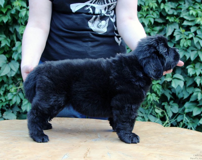 Фото: ньюфаундленд Хилда Фулфилмент оф Дреамс Блак Легенд (Hilda Fulfillment of Dreams Black Legend)