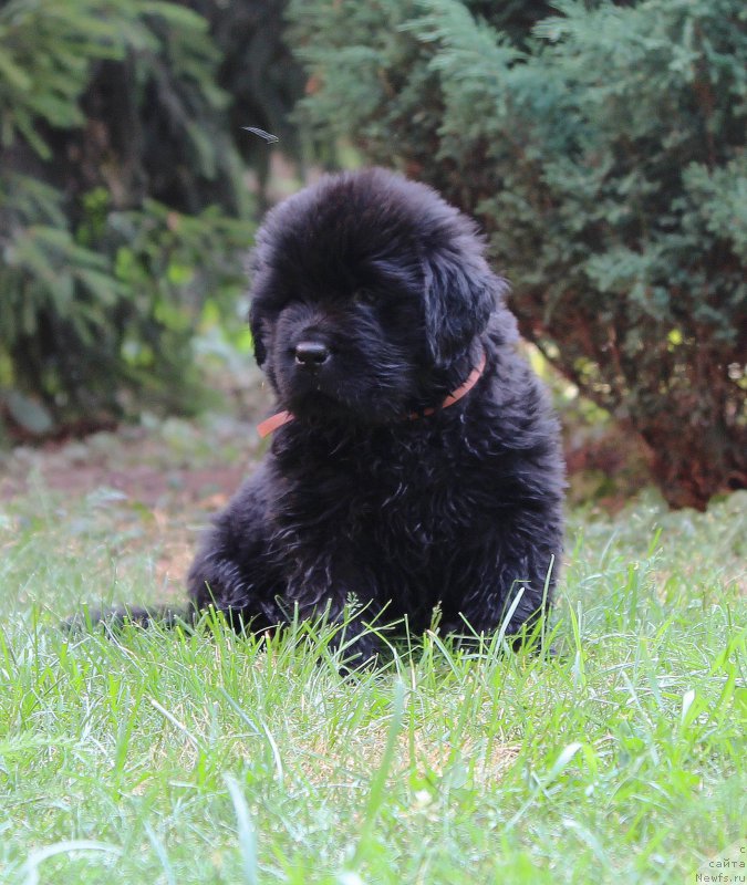 Фото: ньюфаундленд Хариетта Ембодимент оф а Греат Претендер (Harrieta Embodiment of a Great Pretender)