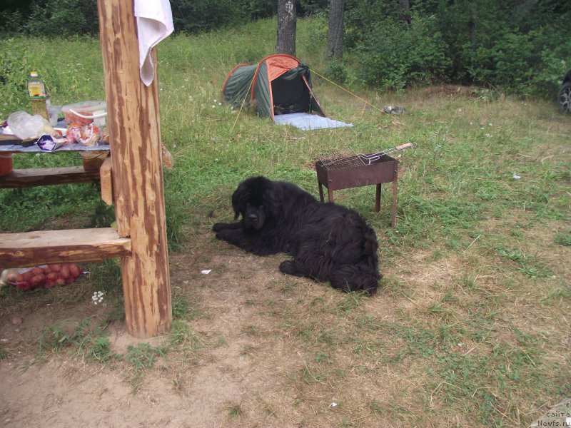 Фото: ньюфаундленд Белкондер-Клаб Киплинг