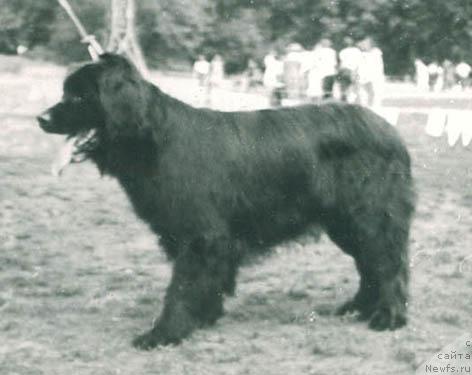 Фото: ньюфаундленд Ашер Зен Шер