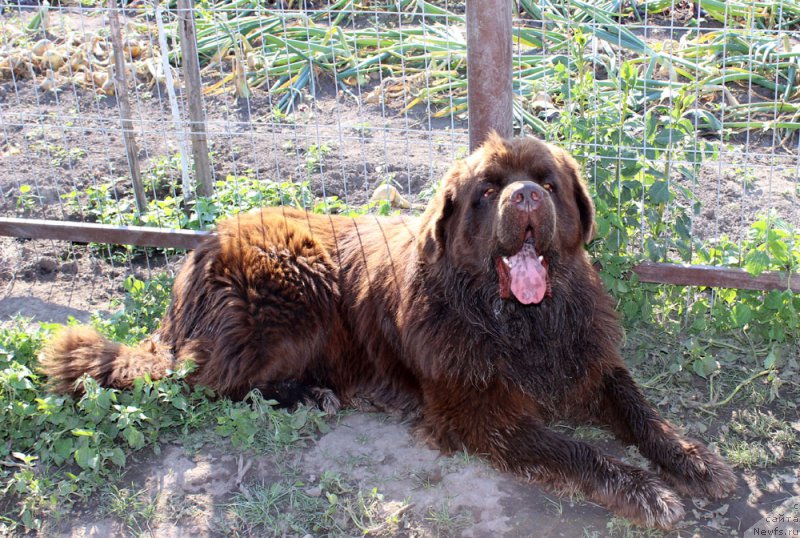 Фото: ньюфаундленд Чармер Денкам Бронз (Charmer Denkam Bronze)