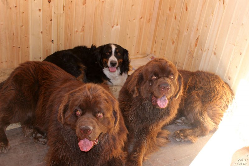 Фото: ньюфаундленд Чармер Денкам Бронз (Charmer Denkam Bronze), ньюфаундленд Чарли Де Бест Хелфи Пэл (Charli The Best Helfi Pel)