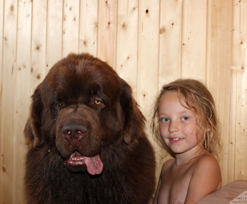 Фото: ньюфаундленд Чарли Де Бест Хелфи Пэл (Charli The Best Helfi Pel)