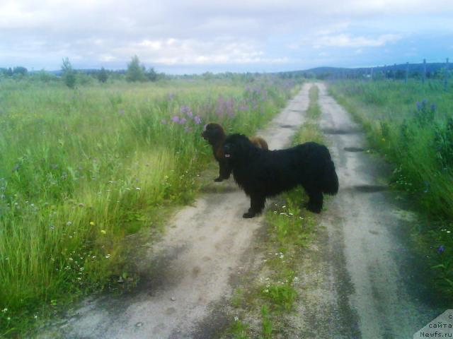 Фото: ньюфаундленд Зенон Зачарованный Принц, ньюфаундленд Бавария