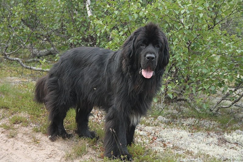 Фотография № 160269