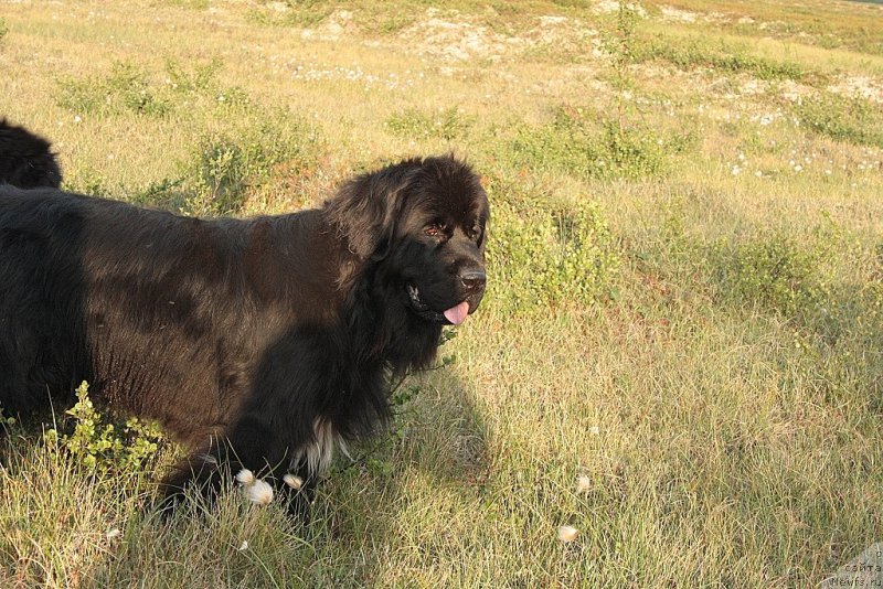 Фотография № 160270