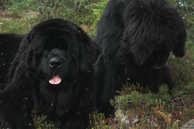 Фотография № 160274