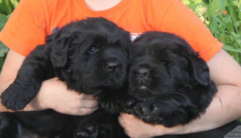 Фото: ньюфаундленд Аквиан Сонг Океаник Винд, и, ньюфаундленд Аквиан Сонг Овер зе Юниверс