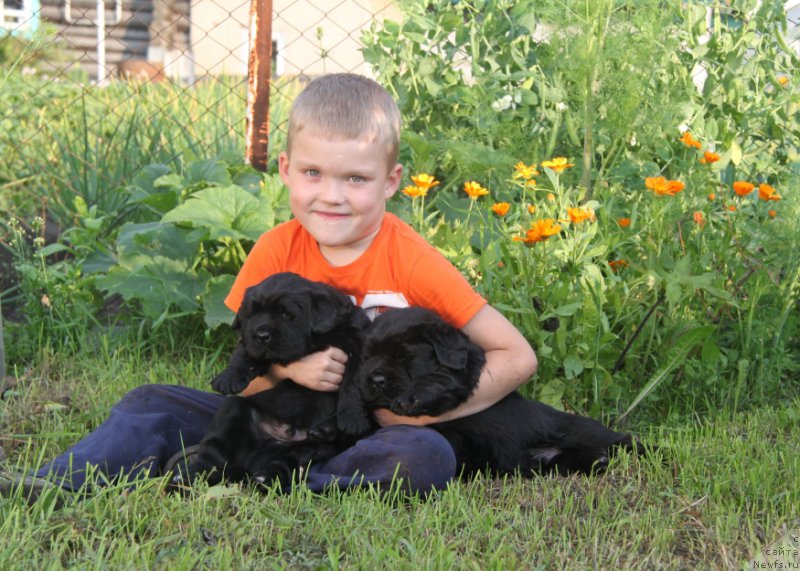 Фото: ньюфаундленд Аквиан Сонг Океаник Винд, ньюфаундленд Аквиан Сонг Овер зе Юниверс, Дима