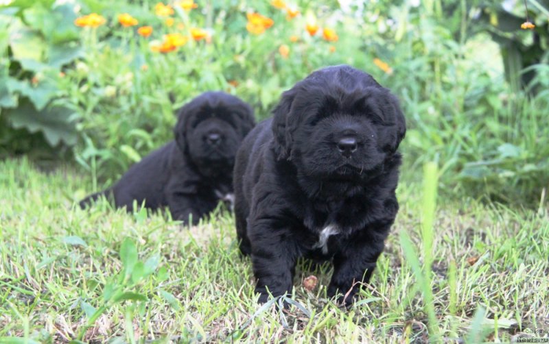Фото: ньюфаундленд Аквиан Сонг Океаник Винд