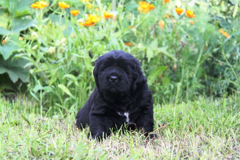 Фото: ньюфаундленд Аквиан Сонг Овер зе Юниверс