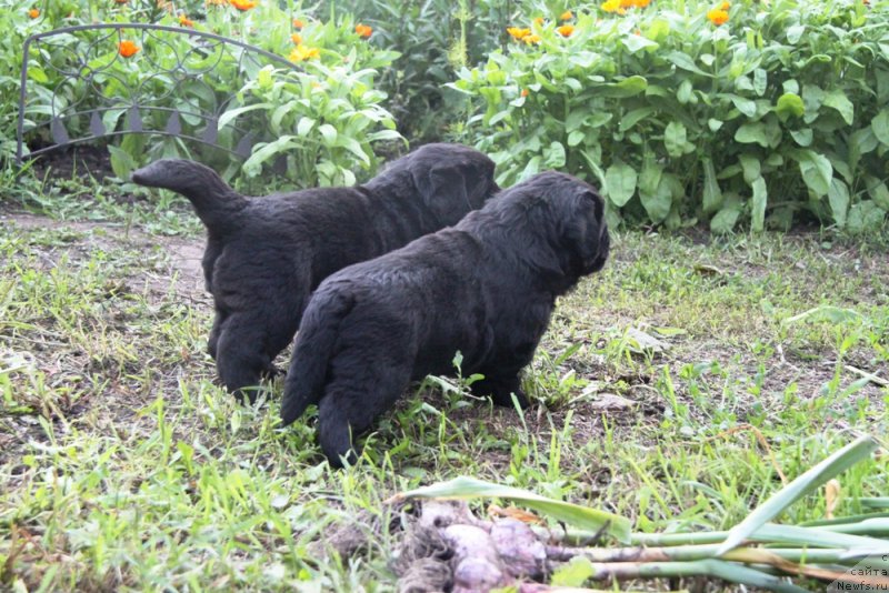 Фото: ньюфаундленд Аквиан Сонг Океаник Винд, и, ньюфаундленд Аквиан Сонг Овер зе Юниверс