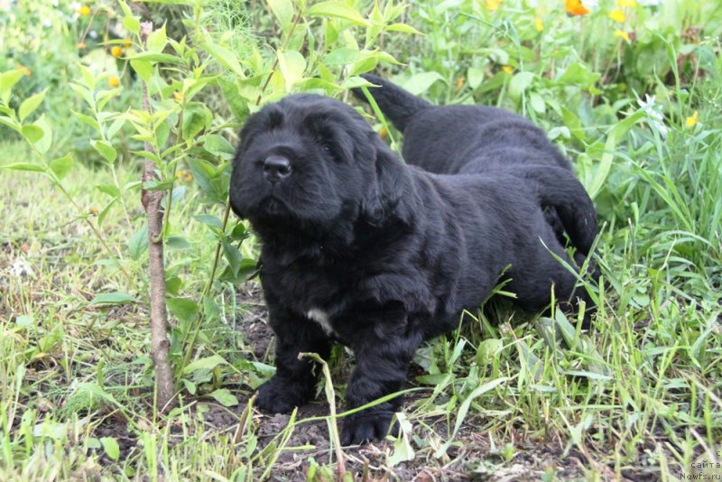Фото: ньюфаундленд Аквиан Сонг Овер зе Юниверс