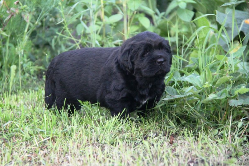 Фото: ньюфаундленд Аквиан Сонг Океаник Винд