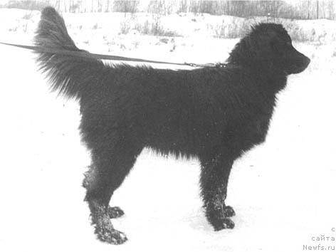 Фото: ньюфаундленд Том Треф Гес