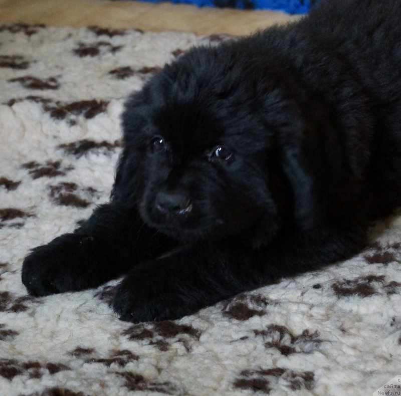 Фото: ньюфаундленд J'avellawinner Maria iz Volotova