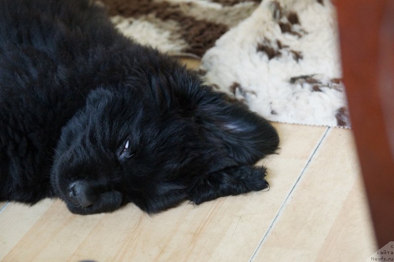 Фото: ньюфаундленд J'avellawinner Maria iz Volotova