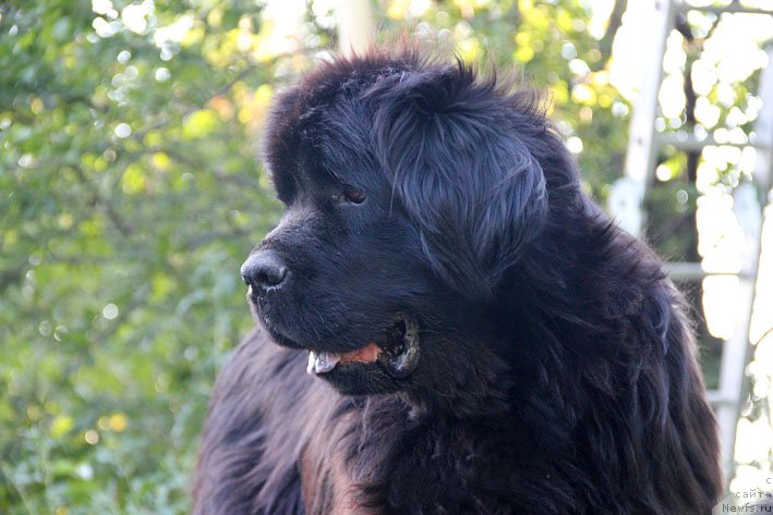 Фото: ньюфаундленд Мария Мирабелла с Берега Дона (Mariya Mirabella s Berega Dona)