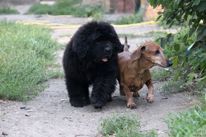 Фото: ньюфаундленд А'Портос с Берега Дона (A'Portos s Berega Dona), и Люся