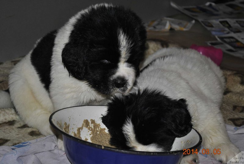 Фото: ньюфаундленд Маг Исполин Оби-Ван Кеноби, ньюфаундленд Маг Исполин Обсидиан