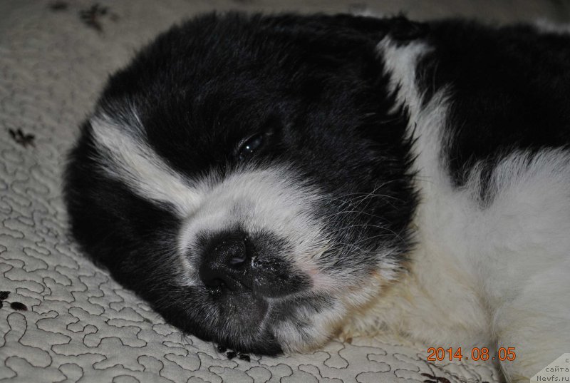 Фото: ньюфаундленд Маг Исполин Оби-Ван Кеноби