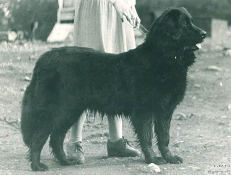 Фото: ньюфаундленд Й Даль Верда