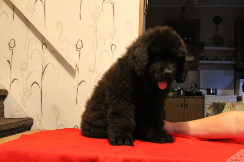 Фотография № 160411