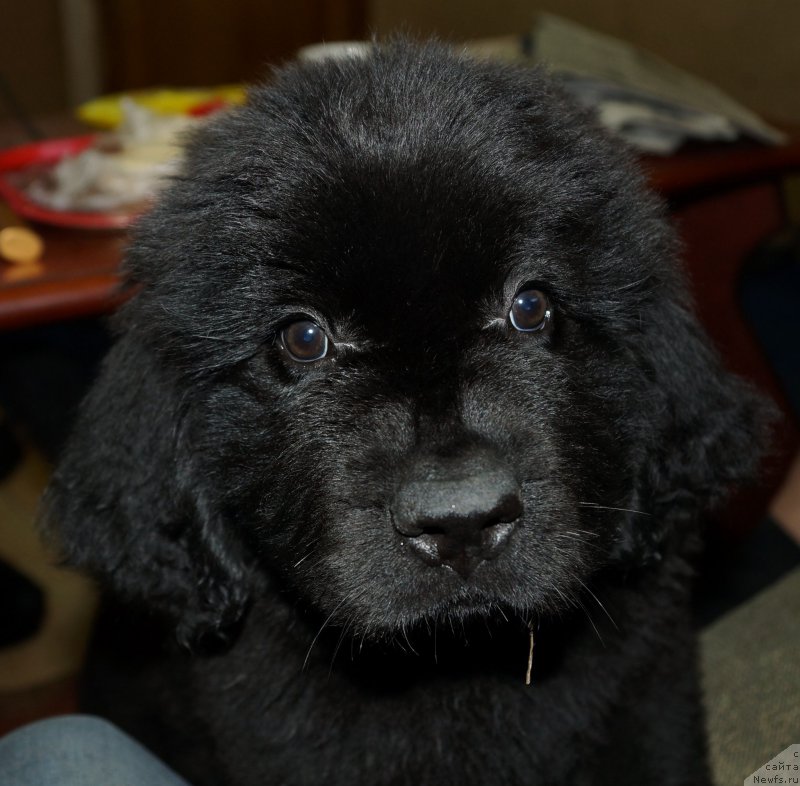 Фотография № 160412