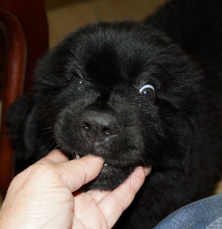 Фотография № 160415