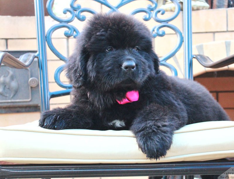 Фото: ньюфаундленд Акватория Келвин Франшиза (Aquatoriya Kelvin Franshize)