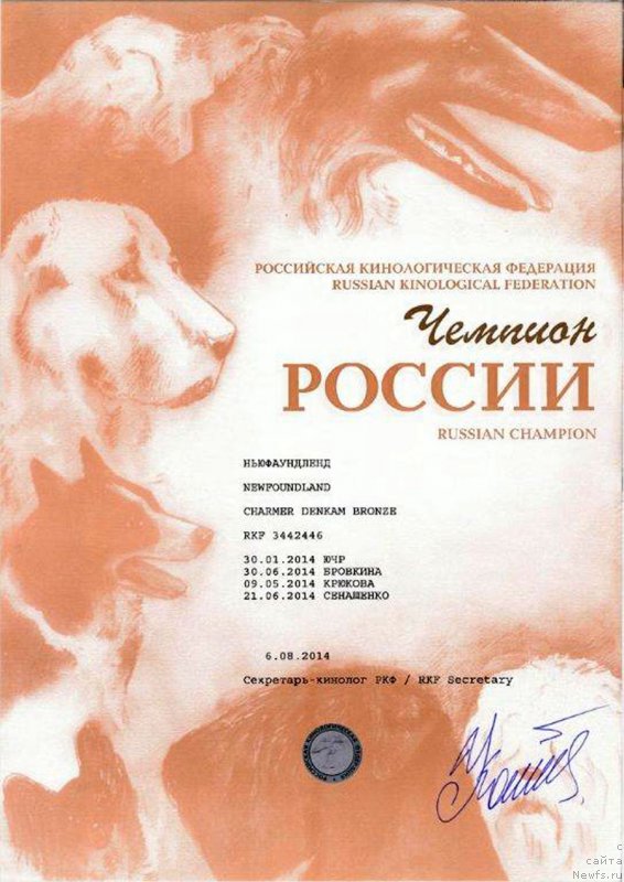 Фото: ньюфаундленд Чармер Денкам Бронз (Charmer Denkam Bronze)