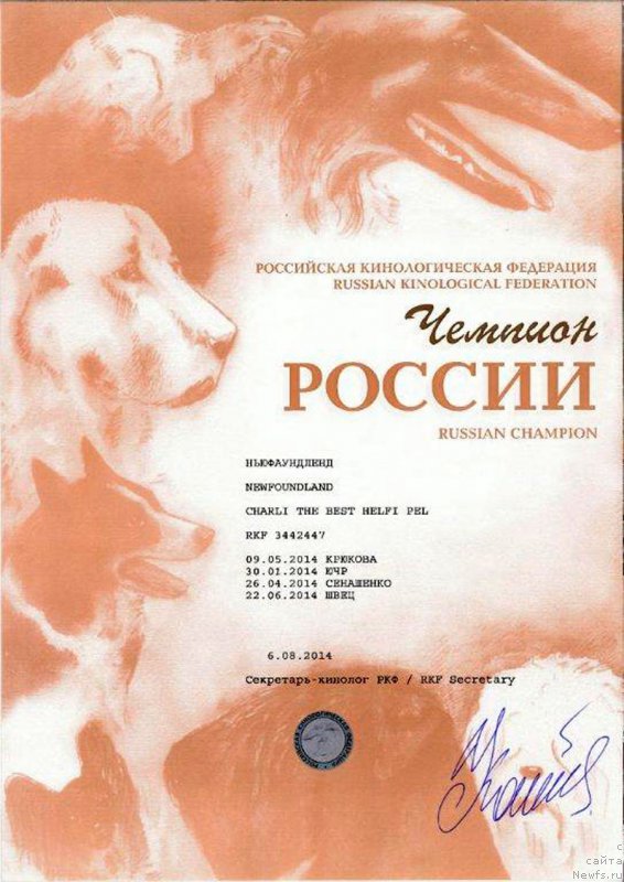 Фото: ньюфаундленд Чарли Де Бест Хелфи Пэл (Charli The Best Helfi Pel)