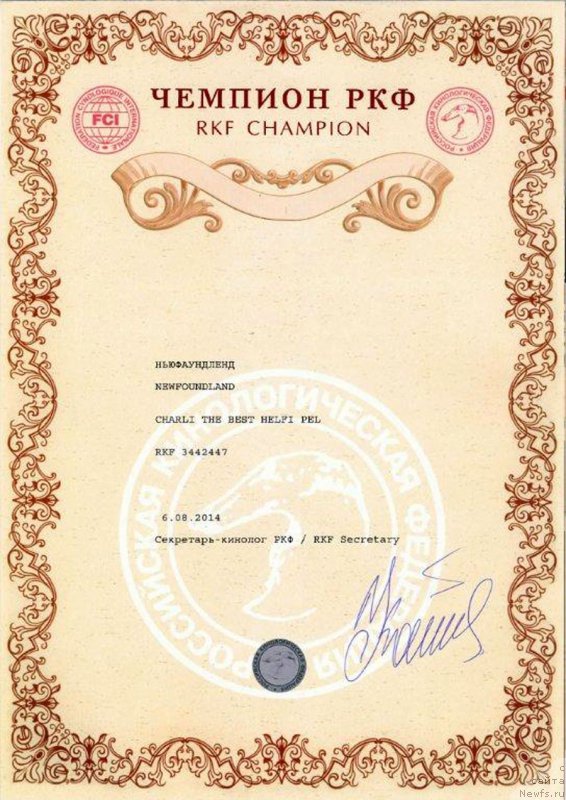 Фото: ньюфаундленд Чарли Де Бест Хелфи Пэл (Charli The Best Helfi Pel)
