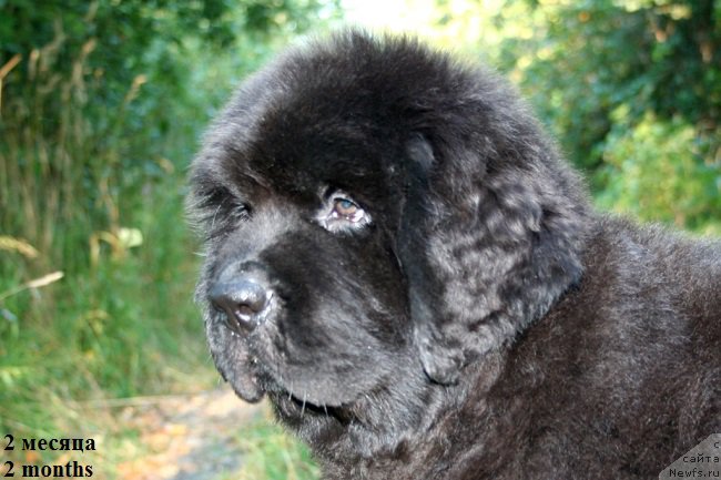 Фото: ньюфаундленд Черная Мафия Шапе оф му Хеарт (Chernaya Mafia Shape of my Heart)