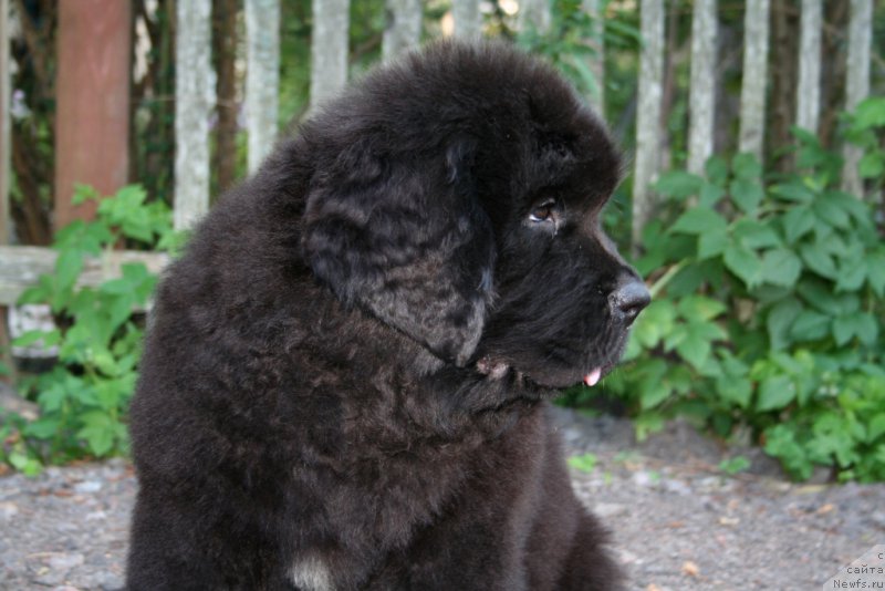 Фото: ньюфаундленд Черная Мафия Шапе оф му Хеарт (Chernaya Mafia Shape of my Heart)