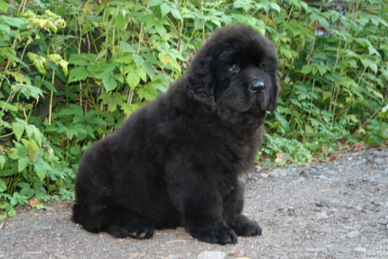 Фото: ньюфаундленд Черная Мафия Шапе оф му Хеарт (Chernaya Mafia Shape of my Heart)