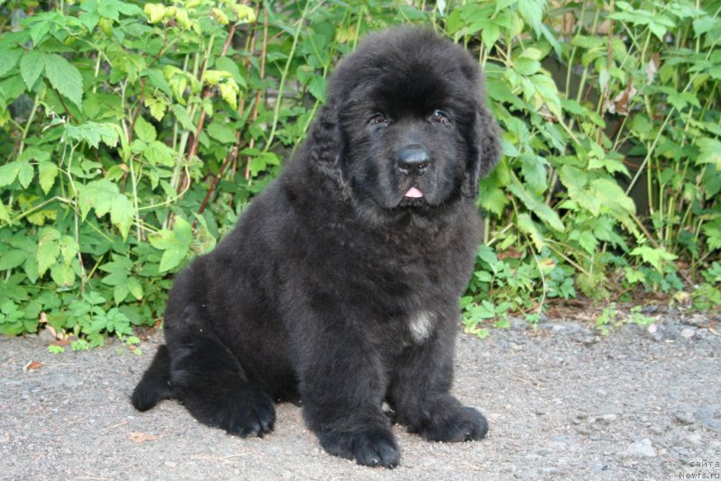 Фото: ньюфаундленд Черная Мафия Шапе оф му Хеарт (Chernaya Mafia Shape of my Heart)