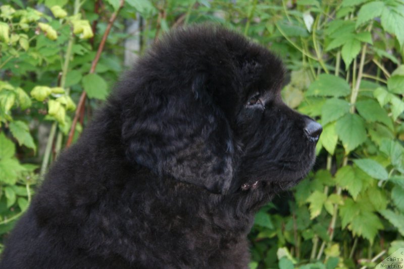 Фото: ньюфаундленд Черная Мафия Шапе оф му Хеарт (Chernaya Mafia Shape of my Heart)