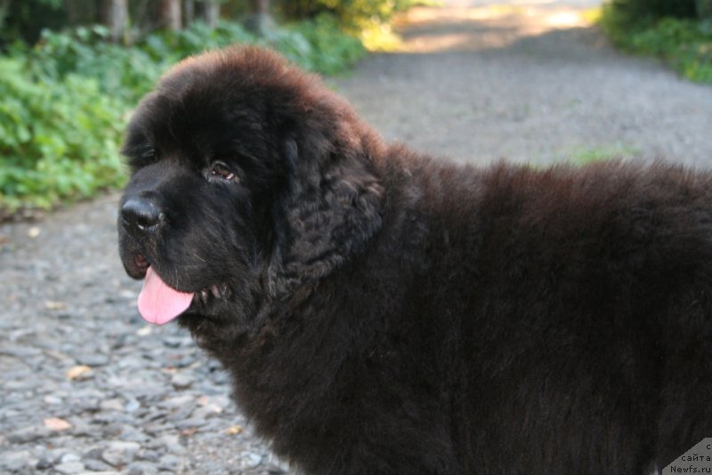 Фото: ньюфаундленд Черная Мафия Шапе оф му Хеарт (Chernaya Mafia Shape of my Heart)